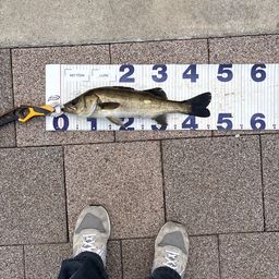 シーバス