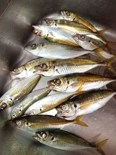マアジの釣果