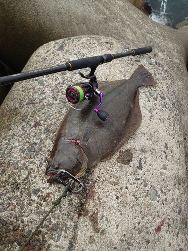 ヒラメの釣果
