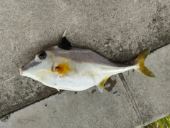 ギマの釣果