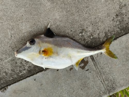 ギマの釣果