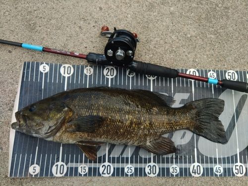 スモールマウスバスの釣果