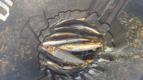 アユの釣果
