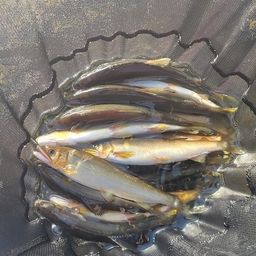 アユ