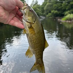 スモールマウスバス