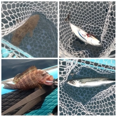 マゴチの釣果