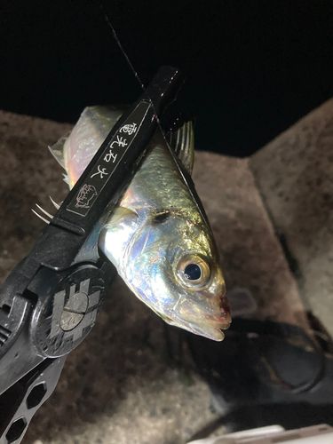 マアジの釣果