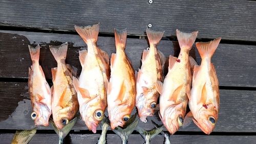 ウスメバルの釣果