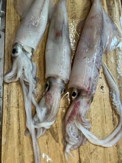 ケンサキイカの釣果