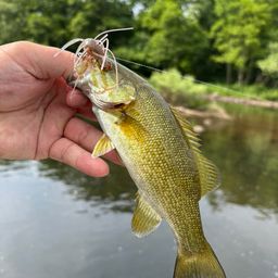 スモールマウスバス