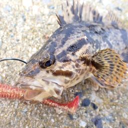 タケノコメバル