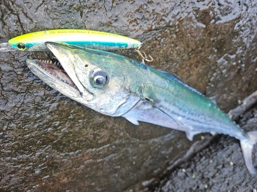 サゴシの釣果