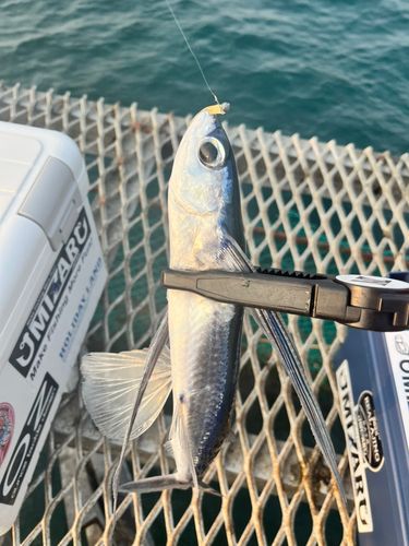 トビウオの釣果