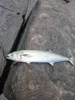 サゴシの釣果