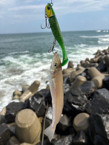 キスの釣果
