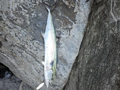 サゴシの釣果