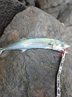 サゴシの釣果
