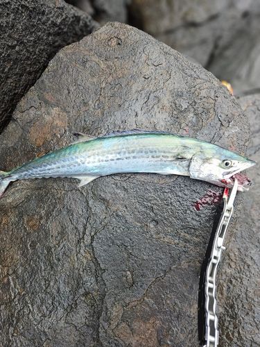 サゴシの釣果