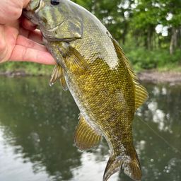 スモールマウスバス