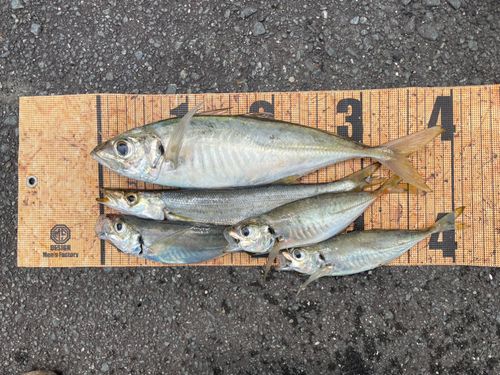 マアジの釣果