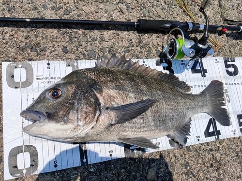 クロダイの釣果