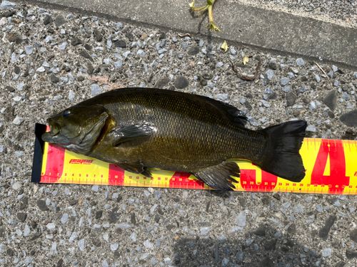 スモールマウスバスの釣果