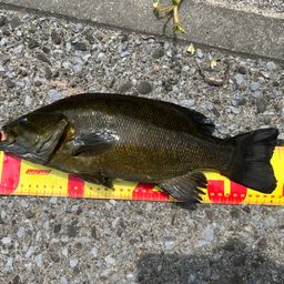 スモールマウスバス