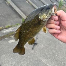 スモールマウスバス