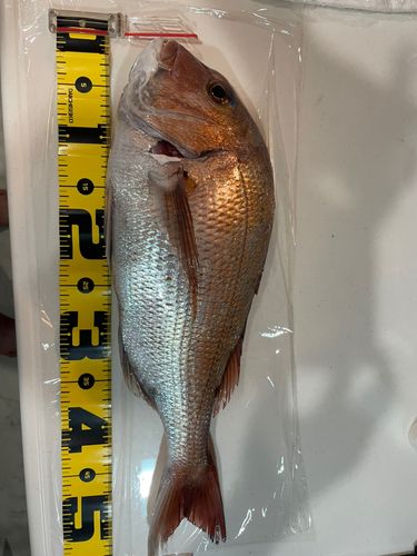 タイの釣果