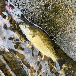 スモールマウスバス