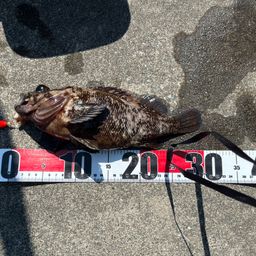 オウゴンムラソイ