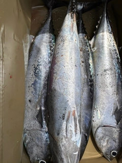 ソウダガツオの釣果