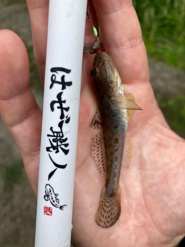 ハゼの釣果