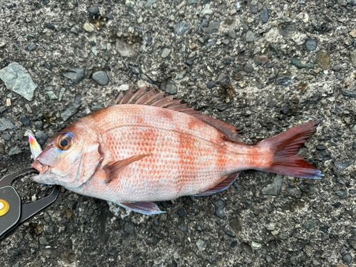 マダイの釣果