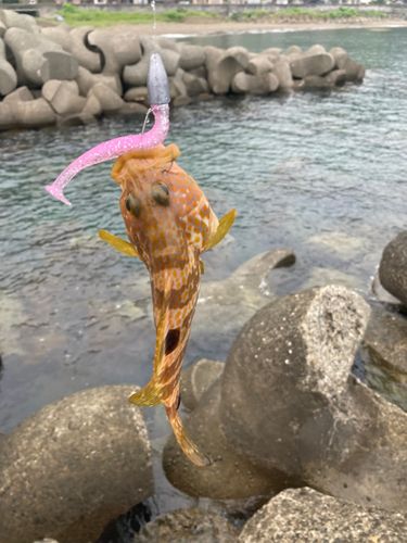 キジハタの釣果