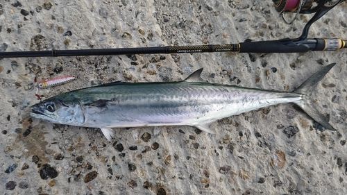 サゴシの釣果