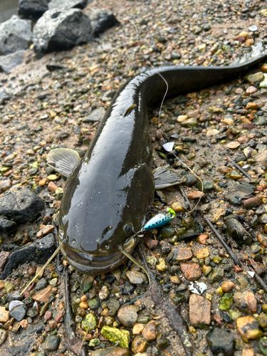 ナマズの釣果