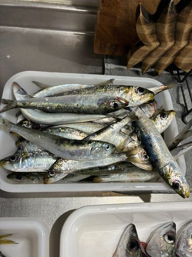 イワシの釣果