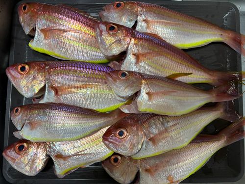 イトヨリダイの釣果