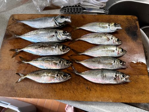 アジの釣果