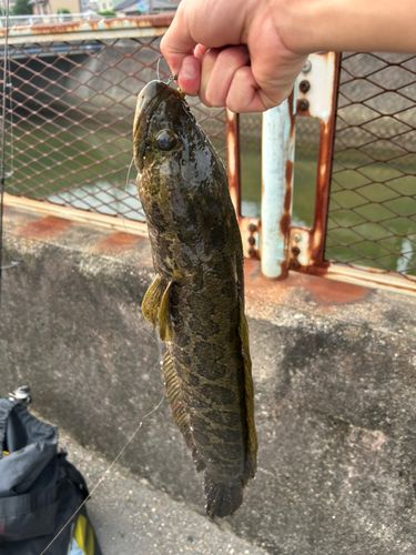 ライギョの釣果