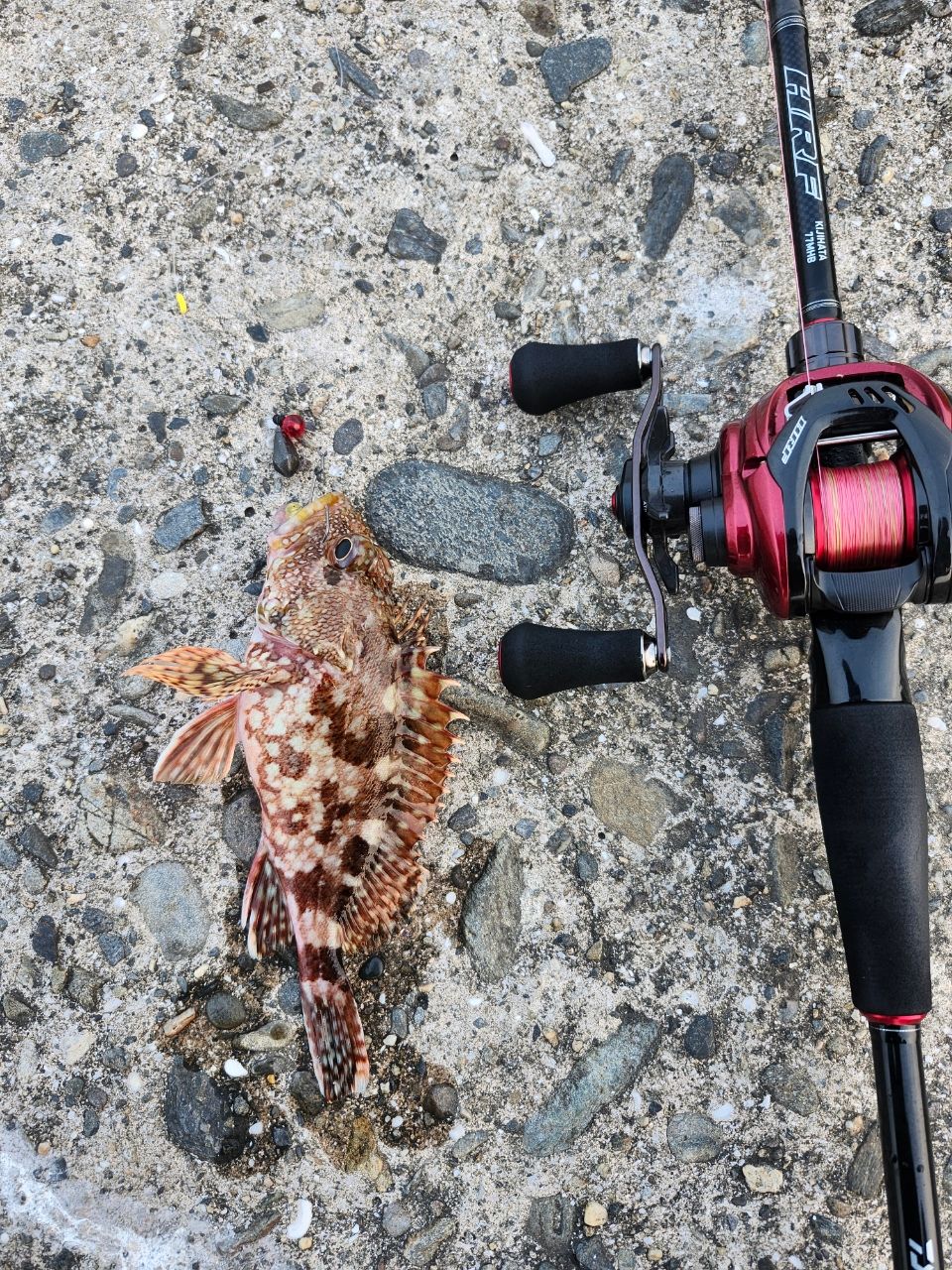 20HRF peスペシャル 8.1L-TW DAIWA 20HRF® PE スペシャル 8.1L-TWの最安値・インプレ・釣果