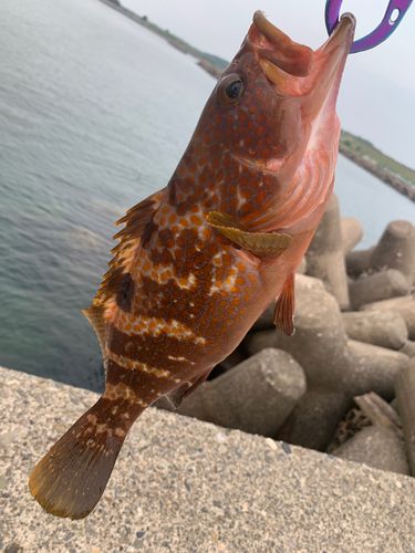 キジハタの釣果