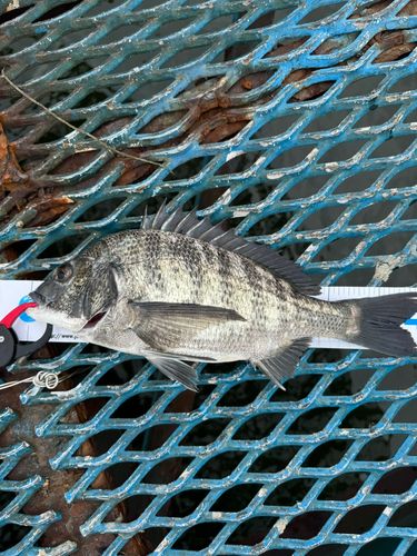 セイゴ（マルスズキ）の釣果