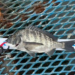 セイゴ（マルスズキ）