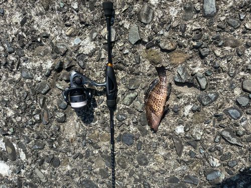 オオモンハタの釣果