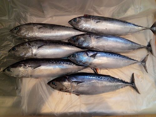 マルソウダの釣果