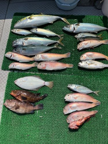 シロアマダイの釣果