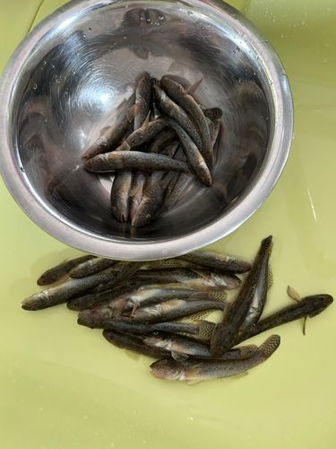 ハゼの釣果