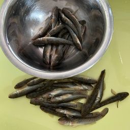 ハゼ